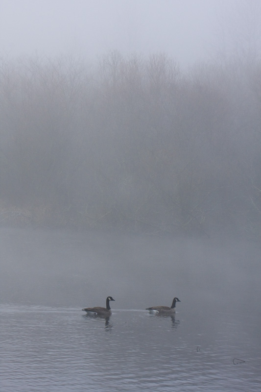 Canadian Geese In Morning Fog